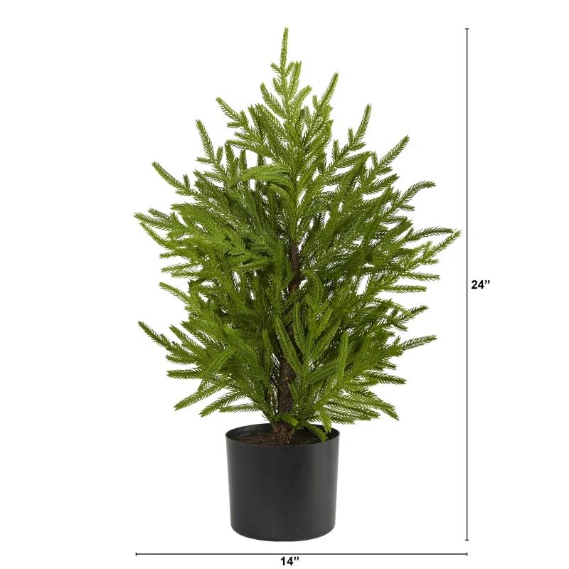 Primrue 2ft. Norfolk Island Pine Look Artificial Tree in Decorative Planter