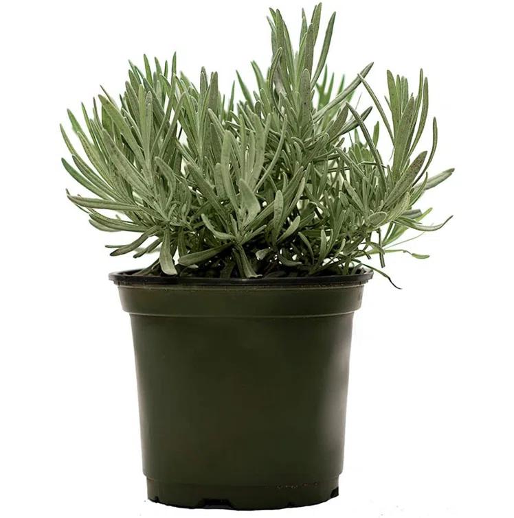 American Plant Exchange American Plant Exchange English Lavender, Live Aeromatic Plant, 6-Inch Pot, Flowering Houseplant Perfect for Windowsills