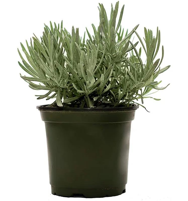 American Plant Exchange American Plant Exchange English Lavender, Live Aeromatic Plant, 6-Inch Pot, Flowering Houseplant Perfect for Windowsills