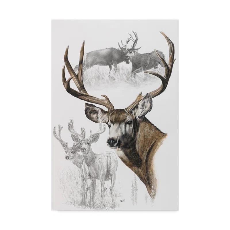 Trademark Fine Art Barbara Keith " Mule Deer " by Barbara Keith