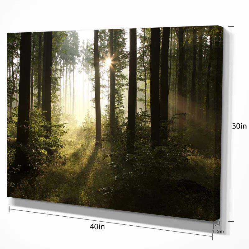 " Early Morning Sun In Misty Forest "