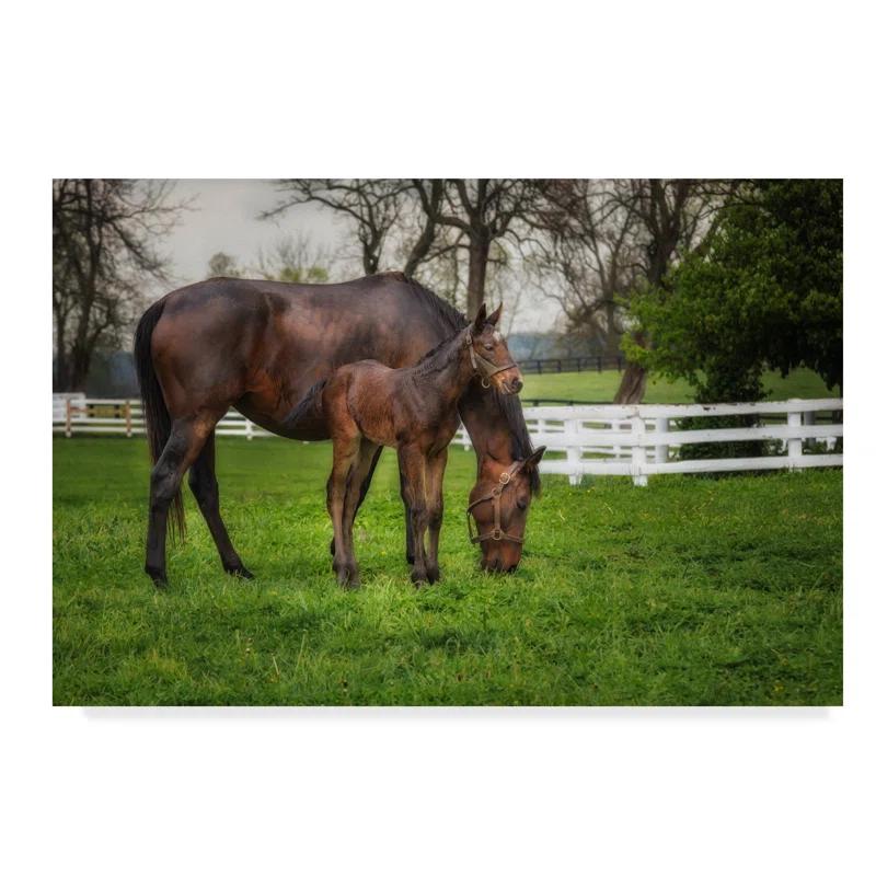 Trademark Fine Art Galloimages Online " Mare And Foal Together " by Galloimages Online