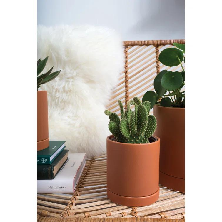 Carlotta Ceramic Pot Planter