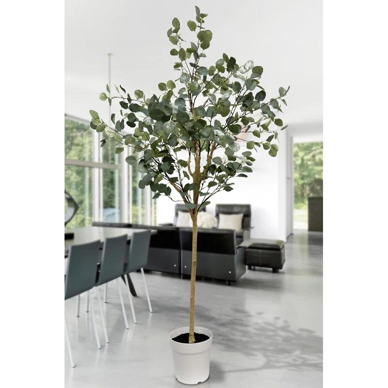 Eucalyptus Tree