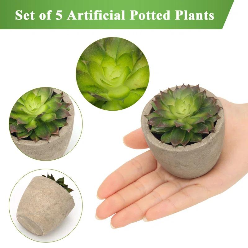 Primrue Artificial Succulent Plants Potted, Assorted Decorative Faux Succulent Potted Fake Cactus Cacti Plants With Pots, Set Of 5