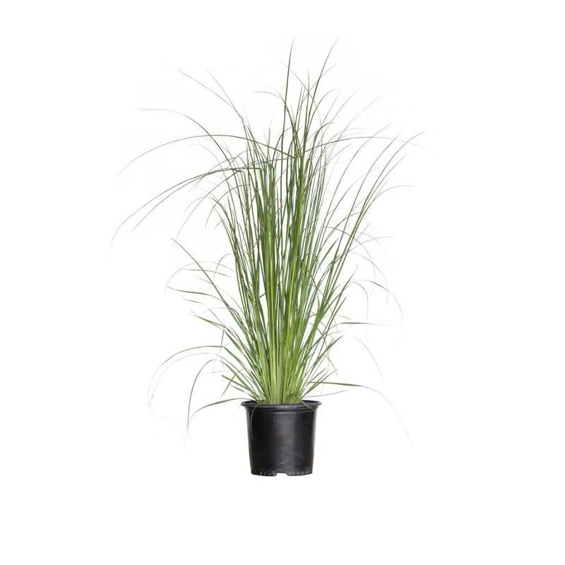 Plants by Mail 2.5 Quart Pampas Grass Live Plant