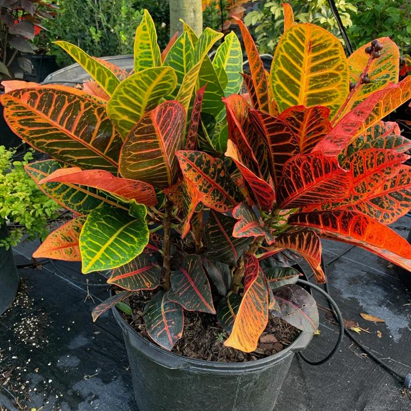 OnlinePlantCenter Live Foliage Plant in Pot