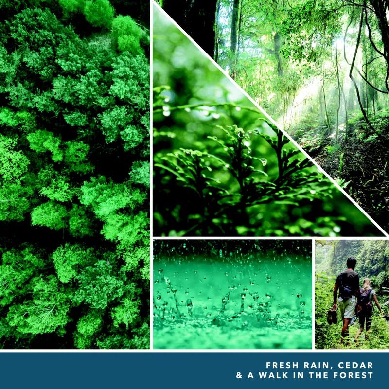 YANKEE CANDLE Signature Bayside Cedar Scented Tumbler Candle