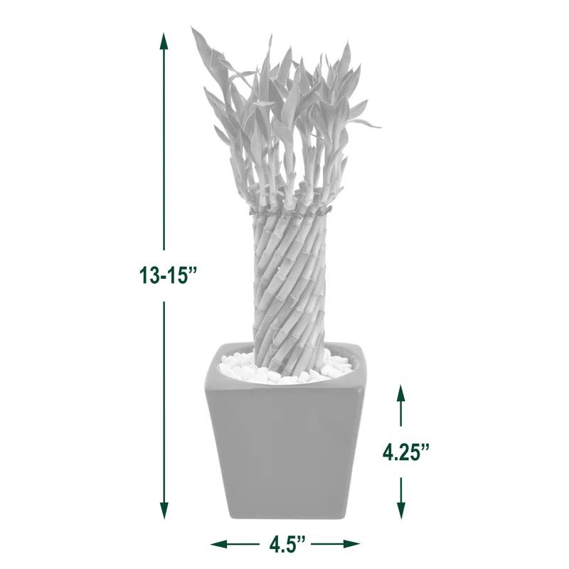 Arcadia Garden Products Arcadia Garden Products Carolina Live Bamboo Plant in Ceramic Planter