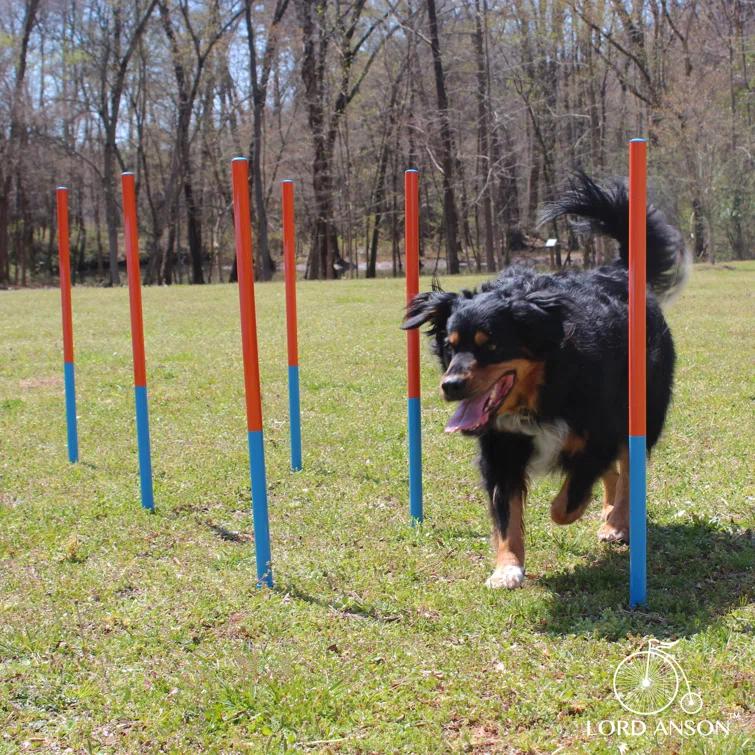 Lord Anson Lord Anson Dog Agility Set - Dog Agility Equipment - 1 Dog Tunnel, 6 Weave Poles, 1 Dog Agility Jump - Canine Agility Set For Dog Training, Obedience, Rehabilitation