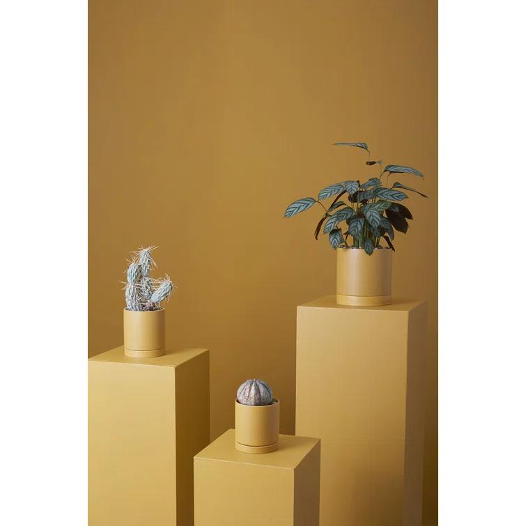Carlotta Ceramic Pot Planter