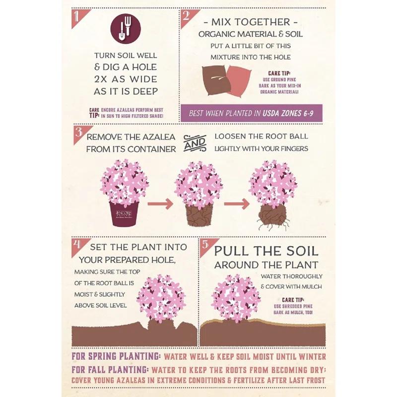 Encore Azalea 1 Gallon Autum Chiffon Encore Azalea Live Low Maintenance Plant