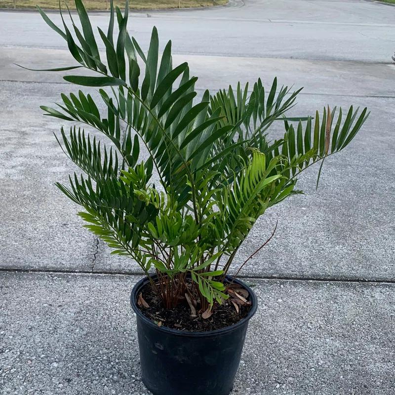 OnlinePlantCenter OnlinePlantCenter Live Foliage Plant in Pot