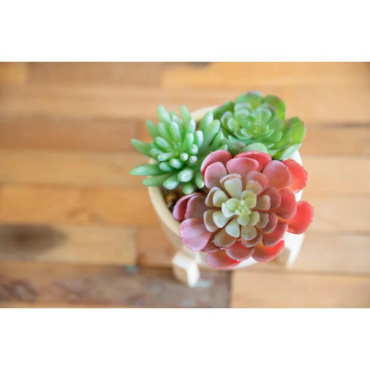 Primrue 5.5'' Faux Succulent Plant in Ceramic Pot