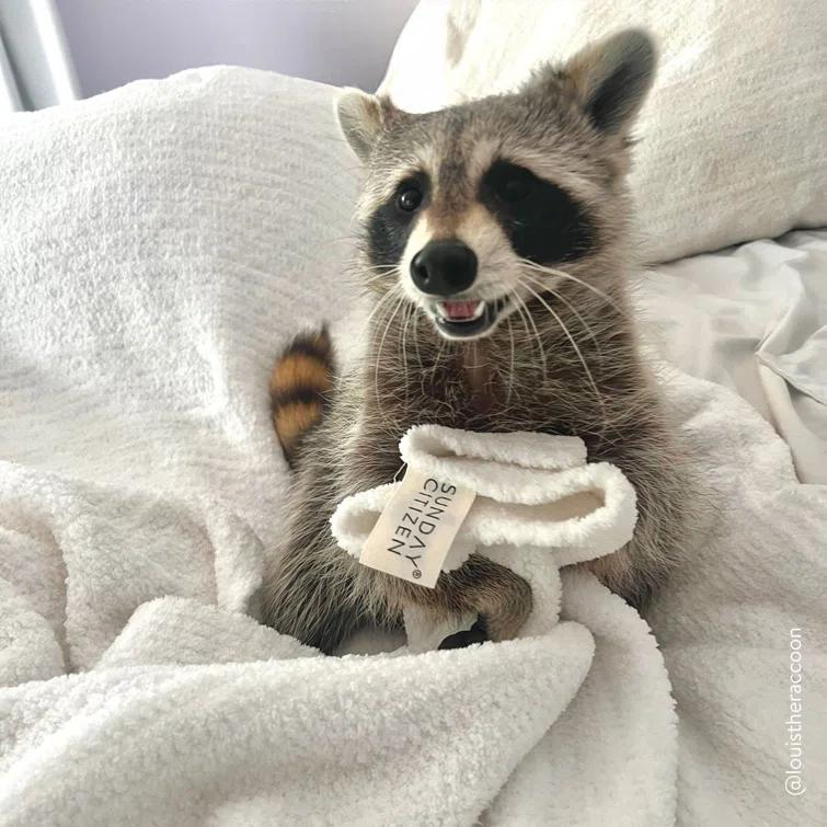 Sunday Citizen Snug Throw Blanket