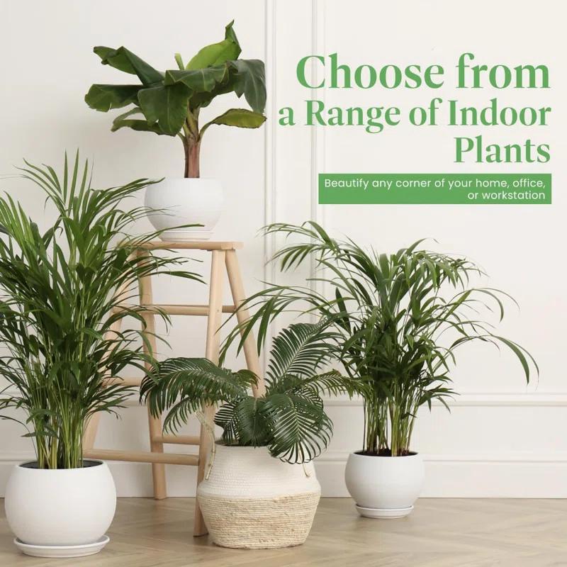 American Plant Exchange Monstera Adansonii Swiss Cheese, 4-Inch Pot, Live Vining Houseplant
