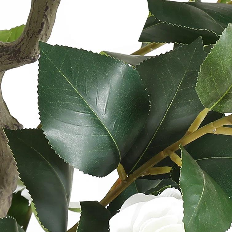 Primrue Primrue 49.2 Camellia Tree Plant (Set of 2)