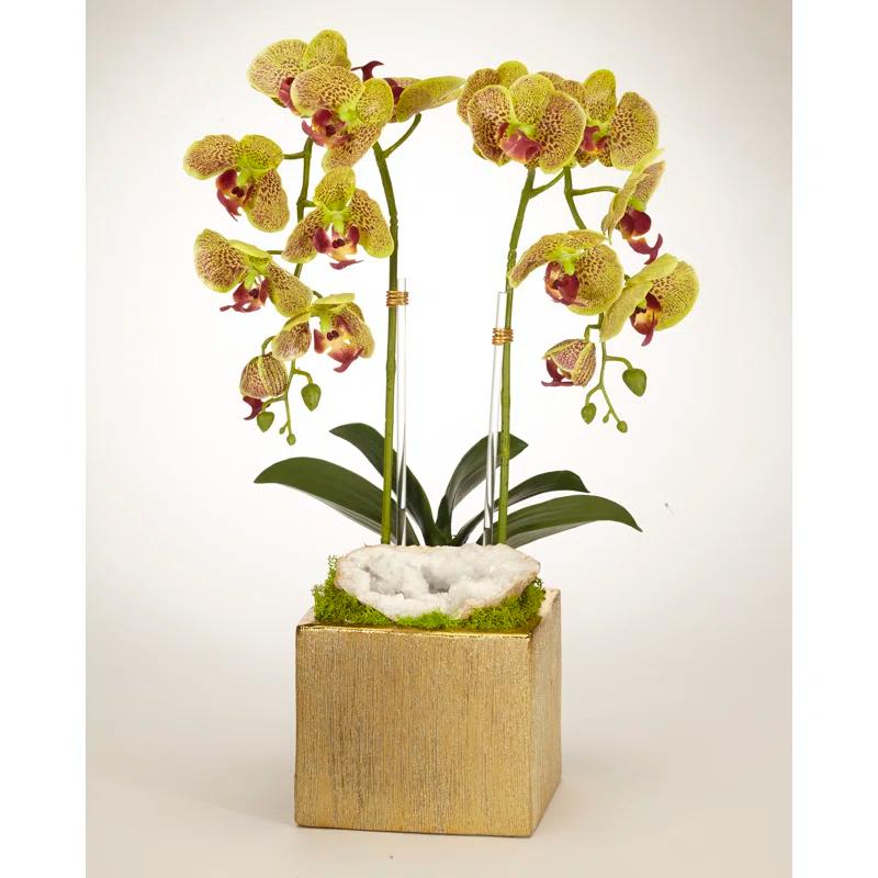 T&C Floral Company Orchid Arrangement in Planter