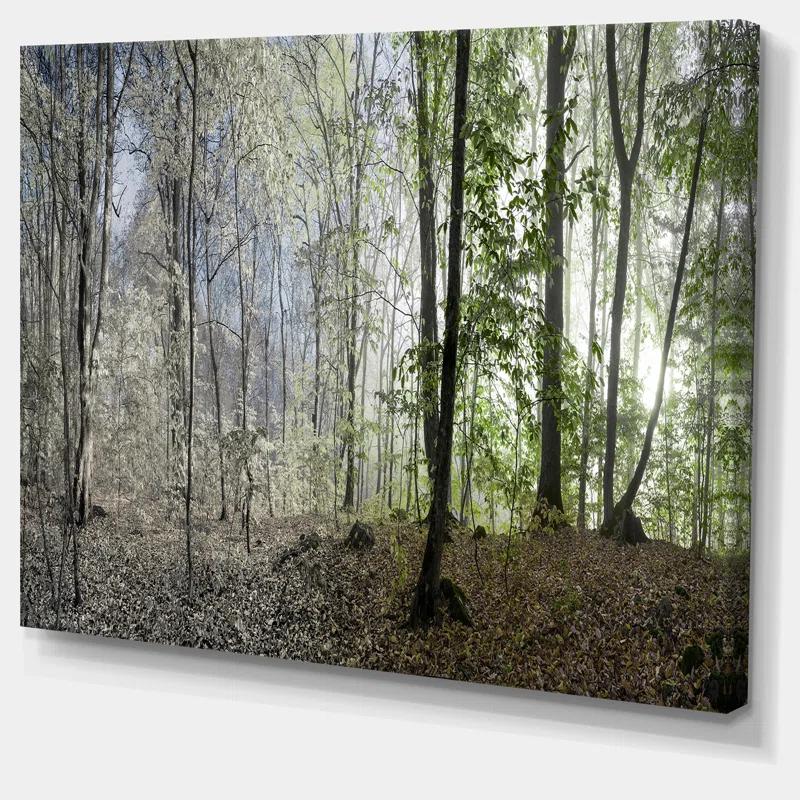 " Green Morning In Forest Panorama "