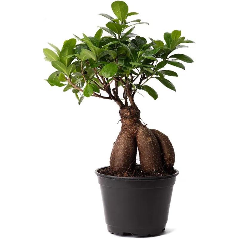 American Plant Exchange Ginseng Ficus Bonsai Tree, Exotic Live Plant, 6-Inch Pot, Perect for Home and Office