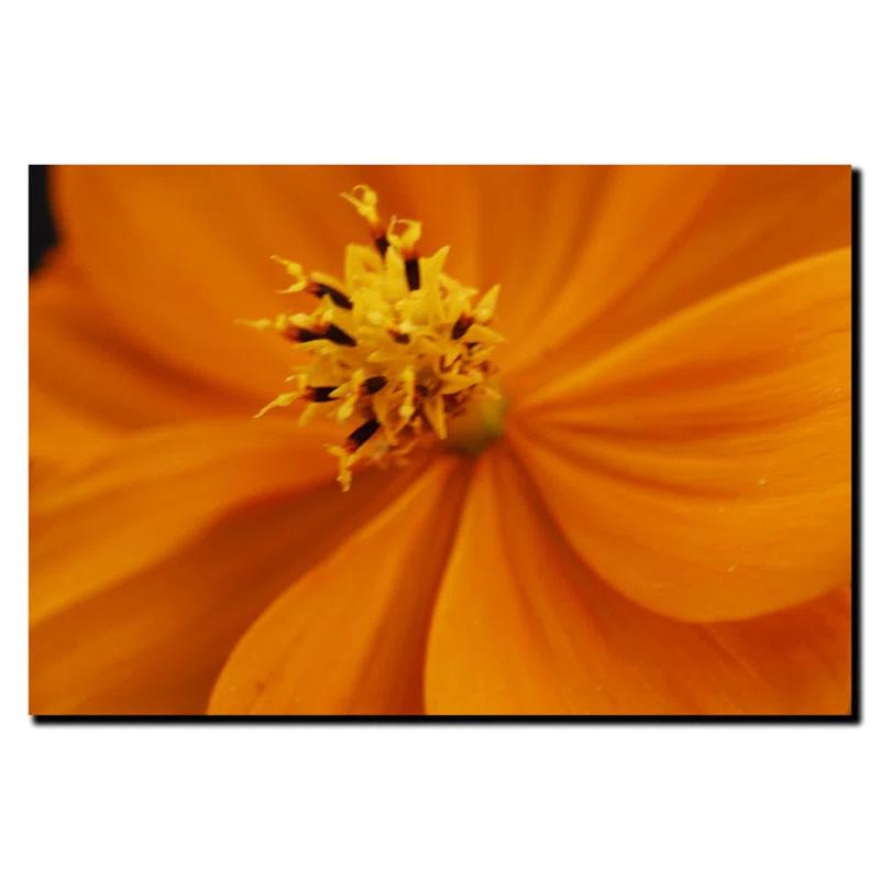 Trademark Fine Art " Orange Flower " by Kurt Shaffer