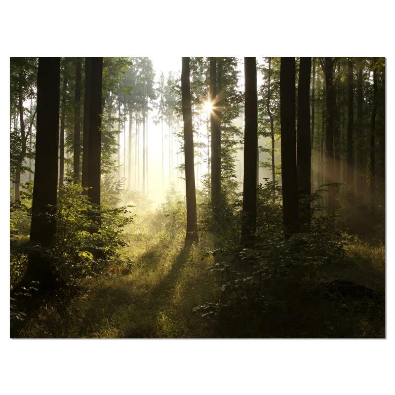 " Early Morning Sun In Misty Forest "