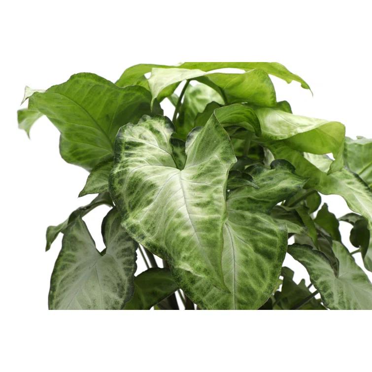 Thorsen's Greenhouse Live Low Light Houseplant Set of 3