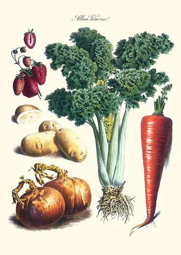 Buyenlarge " Vegetables " by Philippe-Victoire Levêque De Vilmorin