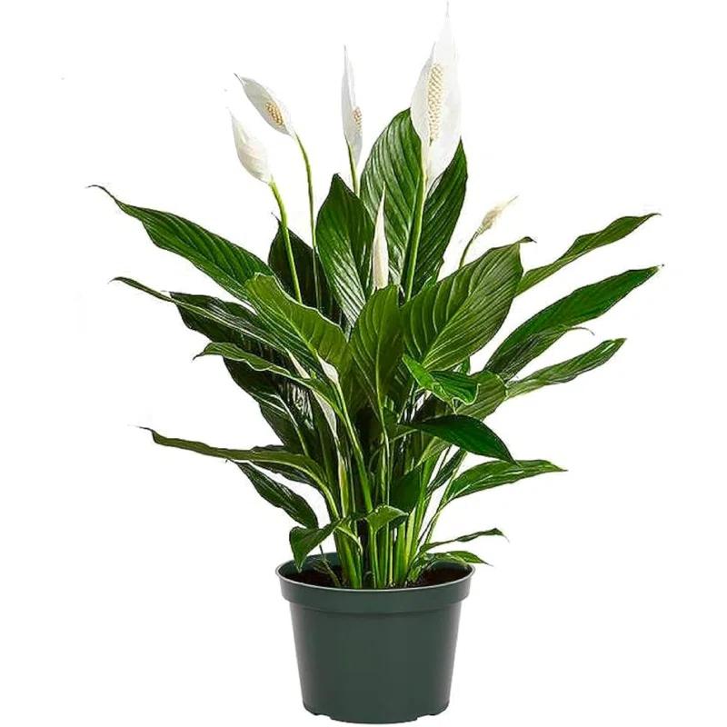 American Plant Exchange Spathiphyllum Peace Lily, Live Flowering Plant, 6-Inch Pot, Low-Light, Easy Care, Air-Purifying Houseplant