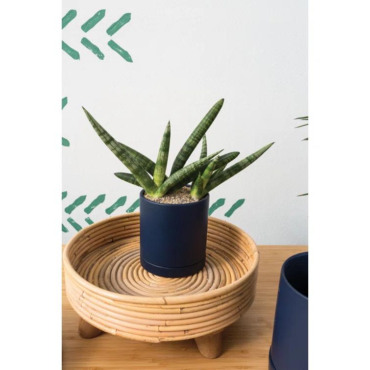Carlotta Ceramic Pot Planter