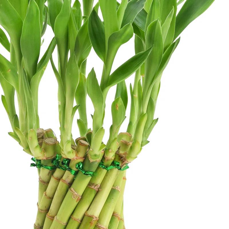 Arcadia Garden Products Live Bamboo Plant in Ceramic Planter