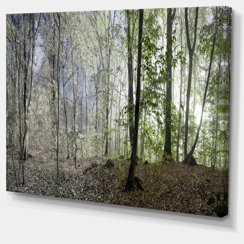 " Green Morning In Forest Panorama "