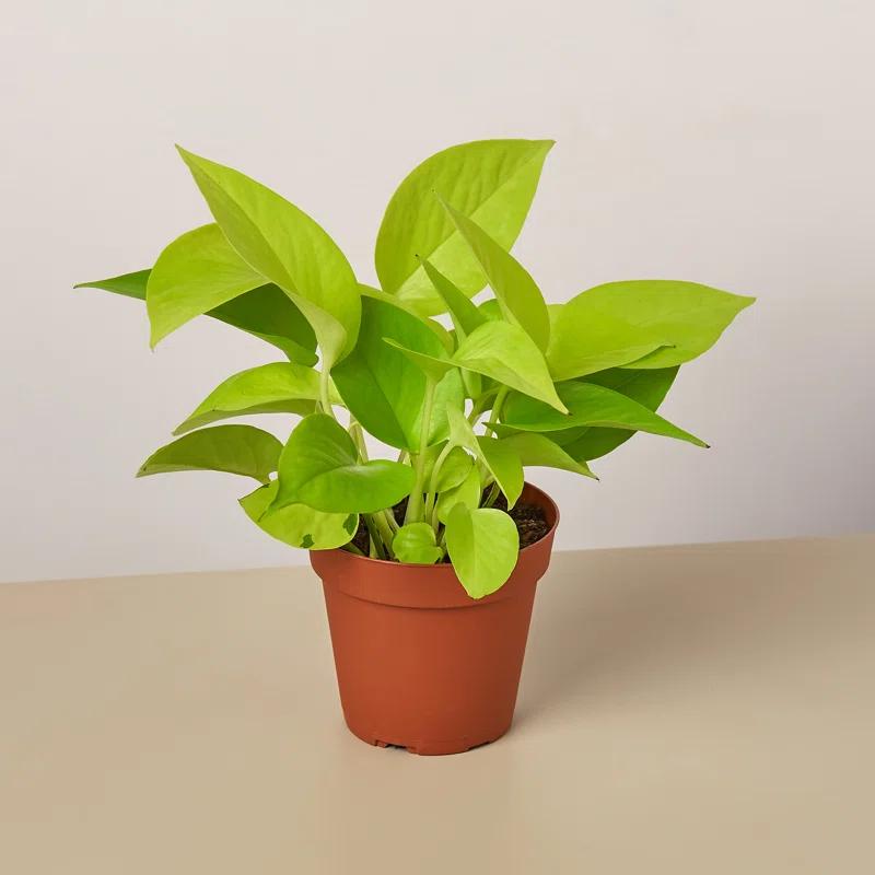 House Plant Shop House Plant Shop Live Foliage Plant