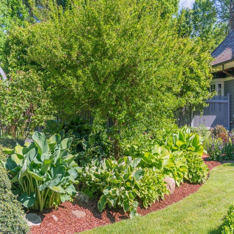 Touch of ECO Live Giant Green Hosta Mixed Plants - 3 Bare Roots - Hardy and Shade Tolerant Plants (Set of 3)