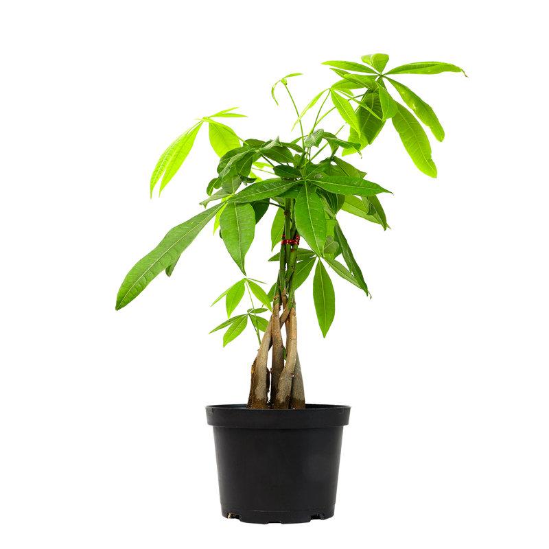 6in Money Tree Plant in Plastic Nursery Pot