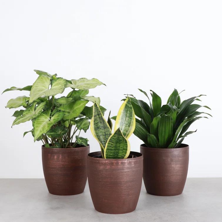 Thorsen's Greenhouse Live Low Light Houseplant Set