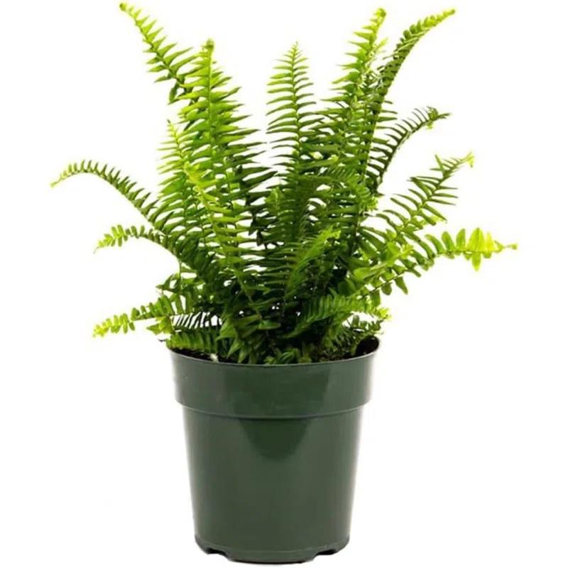 American Plant Exchange American Plant Exchange Kimberly Queen Fern, Live Plant, 6-Inch Pot, Easy-to-Grow Houseplant, Upright, Sword Like Fronds