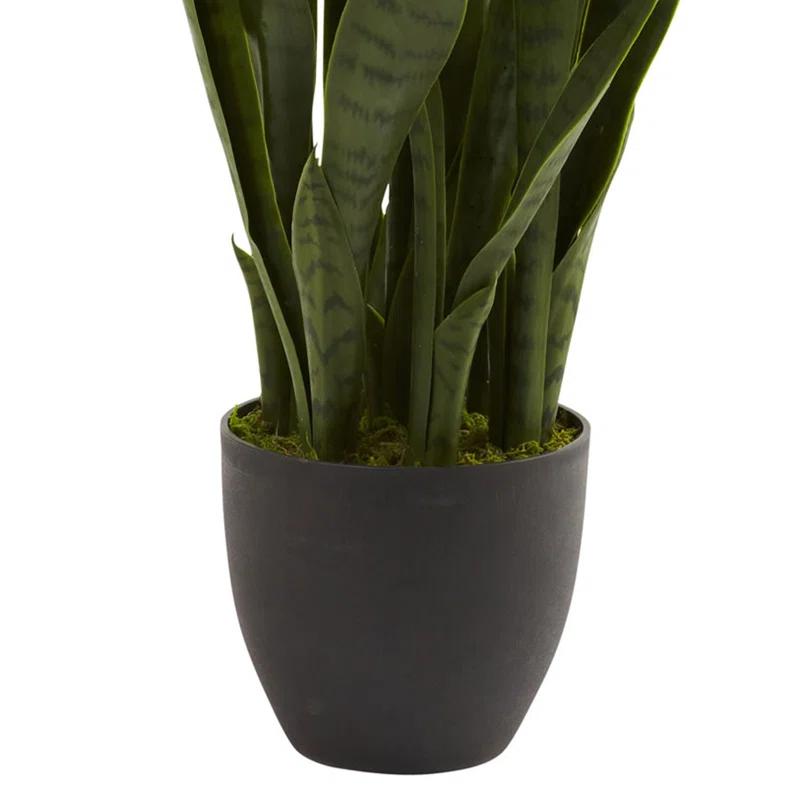 Primrue Sansevieria with Black Planter