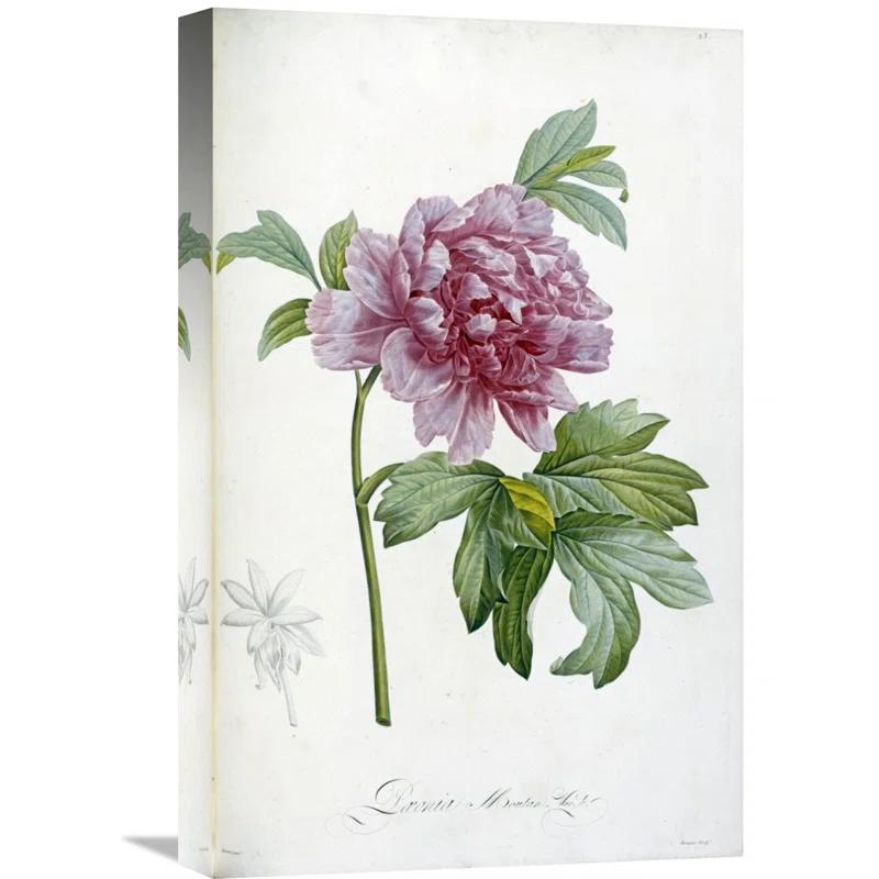 Global Gallery " Engraving Of A Peony " by Pierre Joseph Redoute