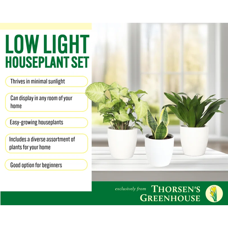 Thorsen's Greenhouse Live Low Light Houseplant Set of 3