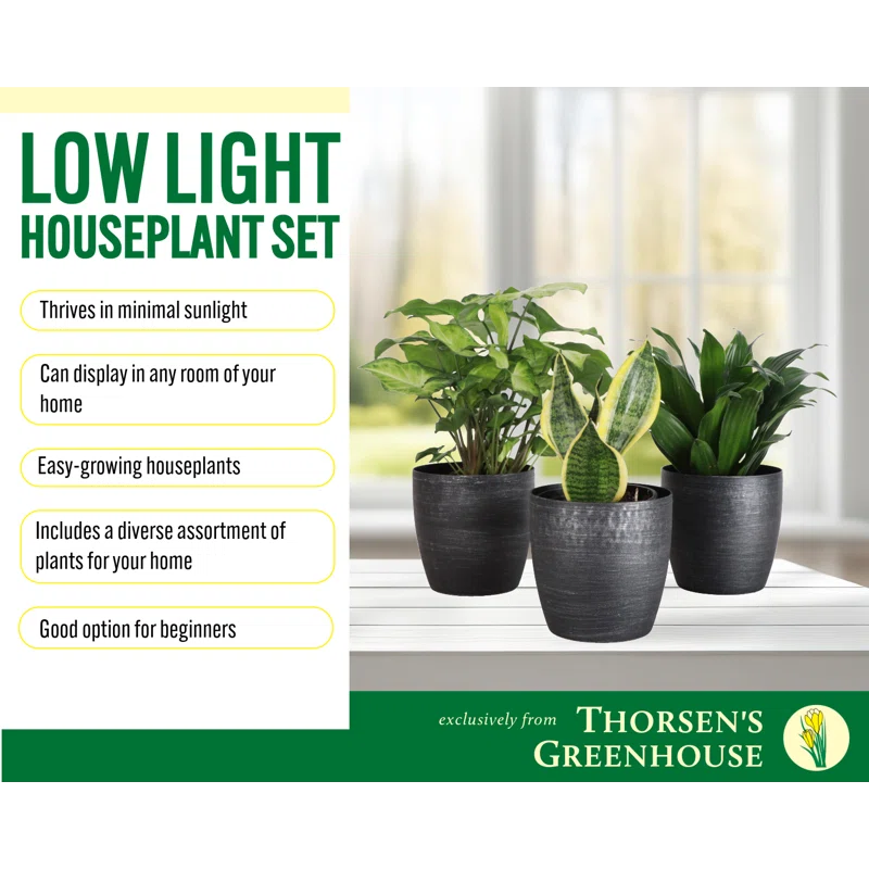 Thorsen's Greenhouse Live Low Light Houseplant Set