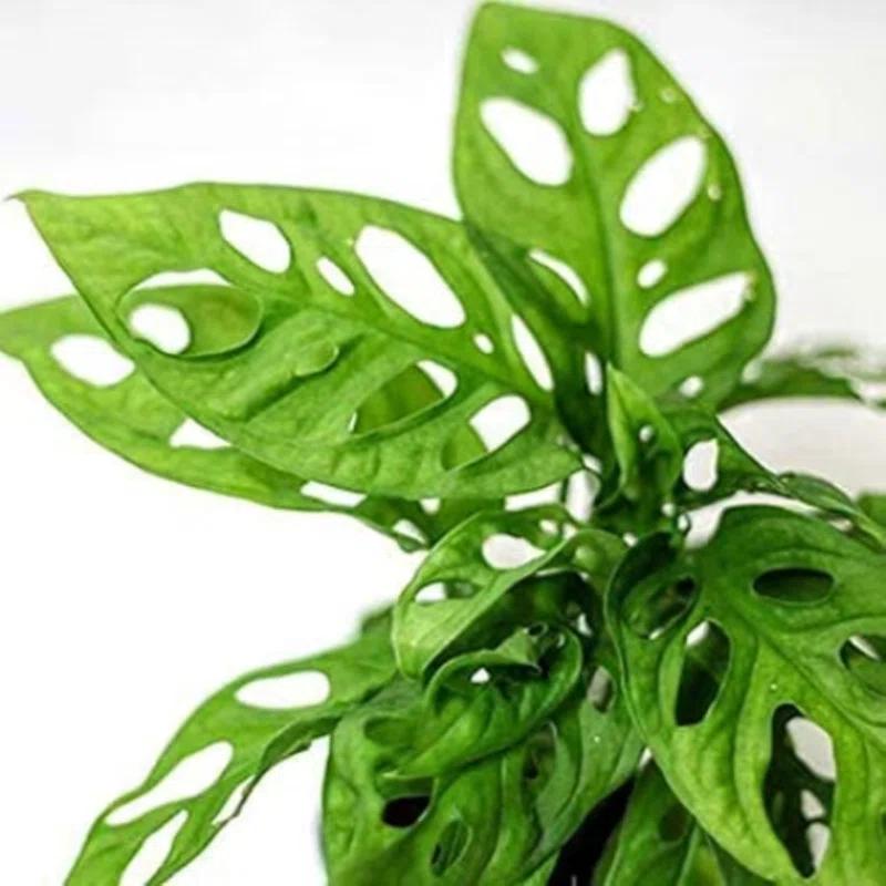 American Plant Exchange Monstera Adansonii Swiss Cheese, 4-Inch Pot, Live Vining Houseplant