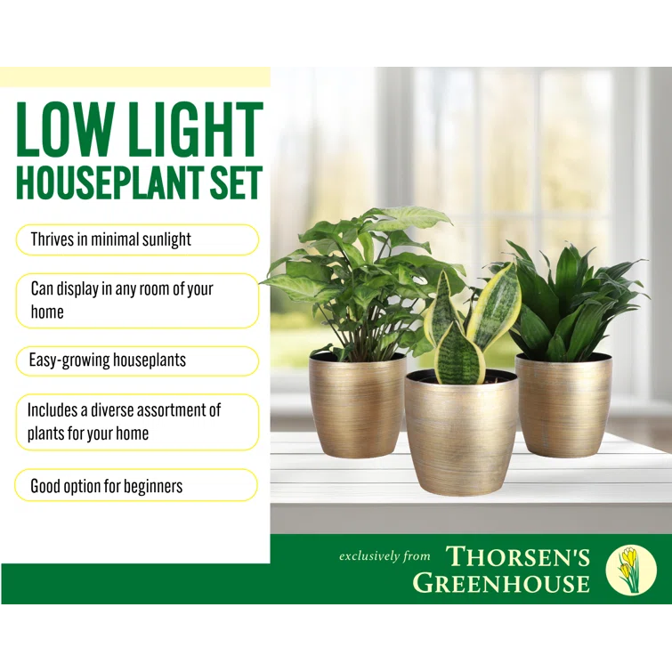 Thorsen's Greenhouse Live Low Light Houseplant Set of 3