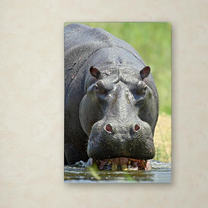 Trademark Fine Art Robert Harding Picture Library " Hippo " by Robert Harding Picture Library