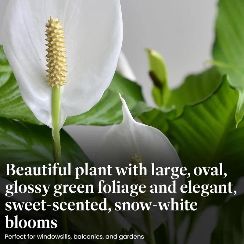 American Plant Exchange Spathiphyllum Peace Lily, Live Flowering Plant, 6-Inch Pot, Low-Light, Easy Care, Air-Purifying Houseplant
