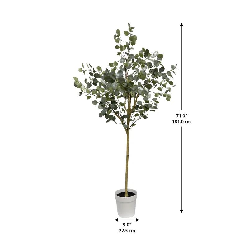 Eucalyptus Tree