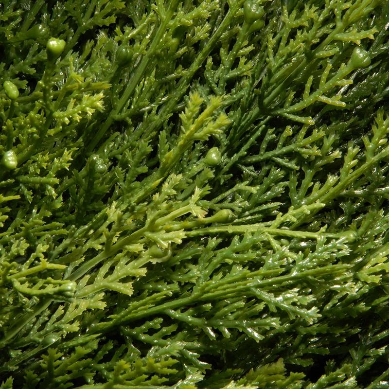 Artificial Juniper Spiral