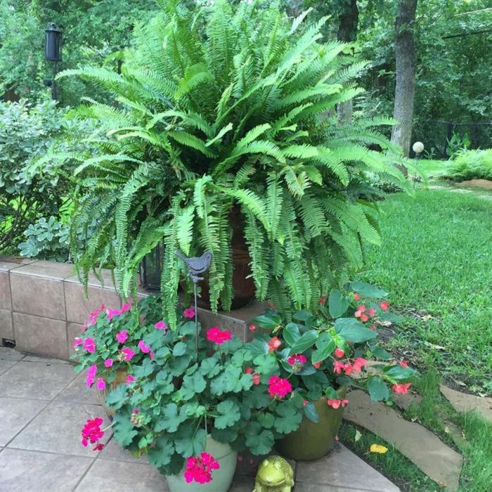 American Plant Exchange American Plant Exchange Kimberly Queen Fern, Live Plant, 6-Inch Pot, Easy-to-Grow Houseplant, Upright, Sword Like Fronds