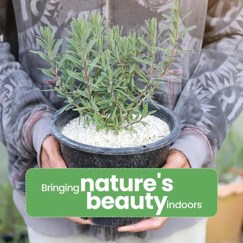 American Plant Exchange American Plant Exchange English Lavender, Live Aeromatic Plant, 6-Inch Pot, Flowering Houseplant Perfect for Windowsills