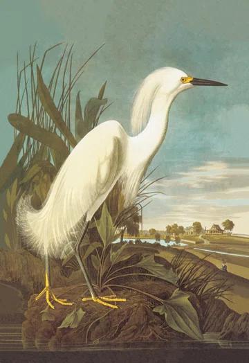 Buyenlarge Snowy Egret by John James Audubon Graphic Art on Wrapped Canvas